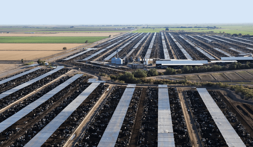 Biggest boxed beef customer, US, now wants our live cattle