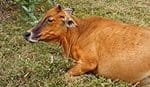 Advice on managing a cow when it’s down: AVA