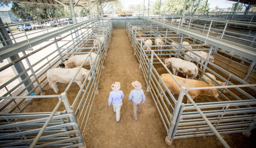 Regional cattle markets wrap: Southern markets transition to seasonally tight supply