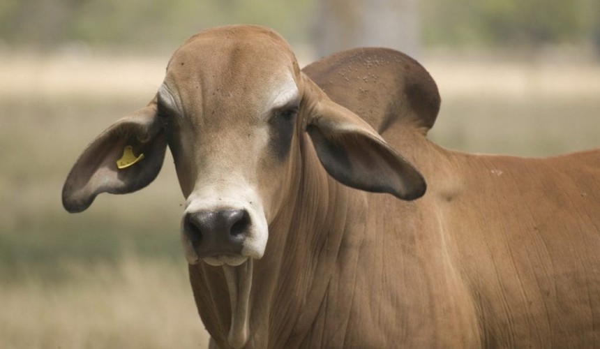 Concerns raised about potential anti-livestock policies from Labor conference