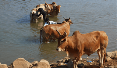 Burma’s Border Blues and Australian cattle prices
