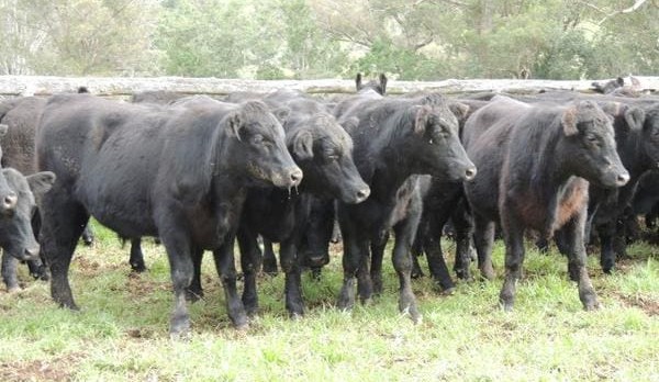 Feeder steers sell to 323c on AuctionsPlus