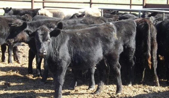 ‘Outstanding’ Macintyre Station herd dispersal features in 12,000 head AuctionsPlus sales