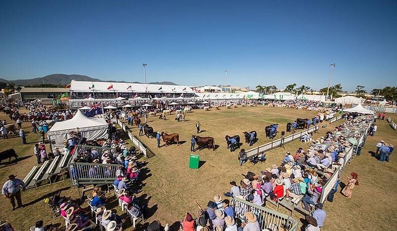 Big rise in Beef Australia 2018 stud entries – is it a record?