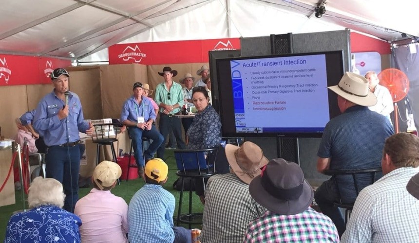 Producer attitudes to Pestivirus are changing, says leading cattle vet