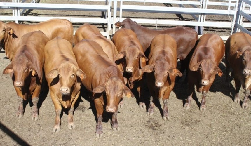 Droughtmasters claim Beef 2015 prime cattle crown
