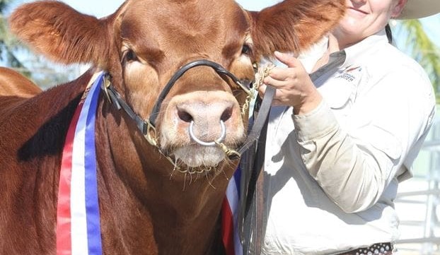 Beef 2015: Day 1 stud beef judging action in pictures