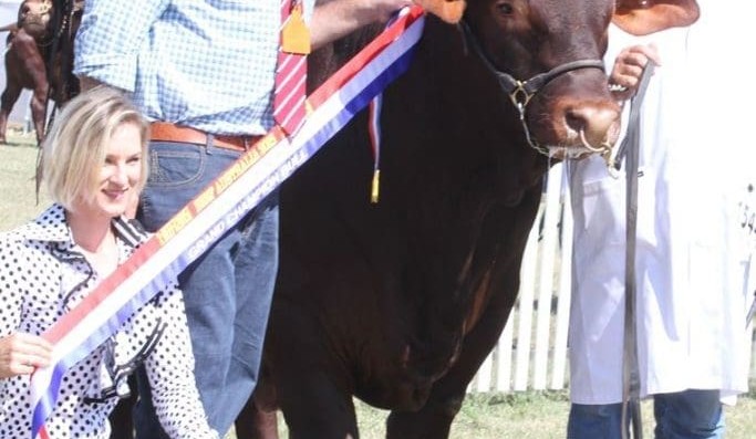 Beef 2015:  Day 2 stud beef judging action in pictures