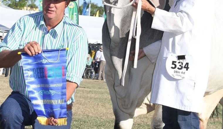 Beef 2015: Day 3 stud breed judging action in pictures
