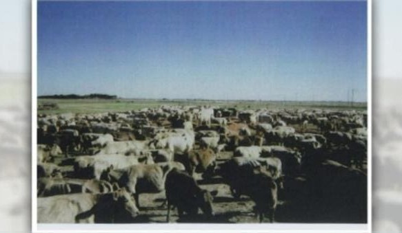 RSPCA forced to pay $1.4m for wrongful cattle cull