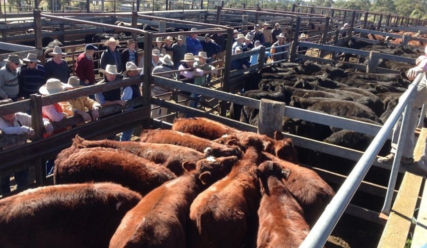 ACCC beef study reveals price transparency issues + industry reaction