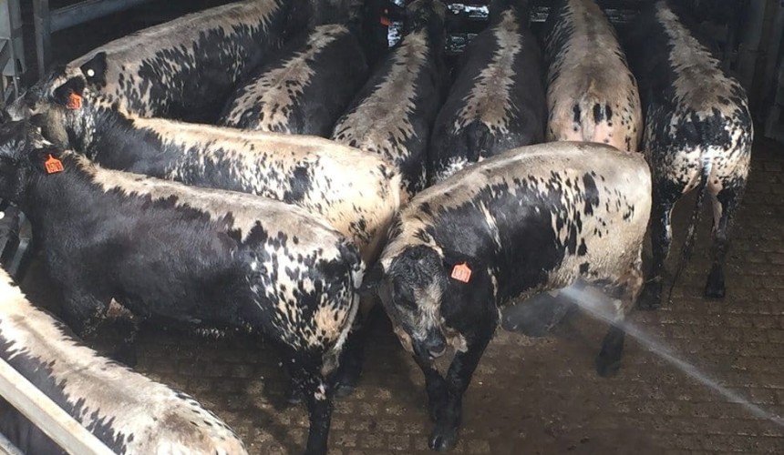 Speckle Park cattle make debut appearance on steakhouse menu