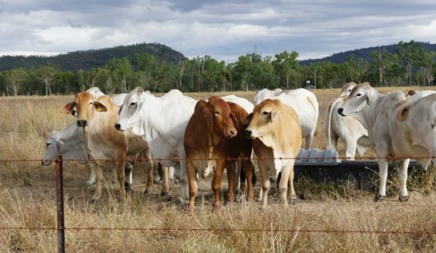 Weighing up the benefits of controlled mating in northern beef herds + VIDEO