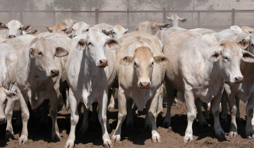 ABARES analyses effects of drought and climate variability on Australian farms