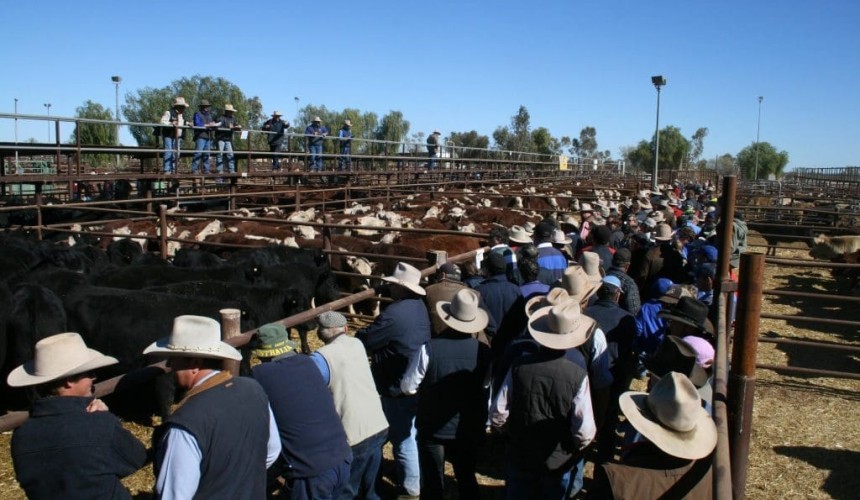 Better season, stronger demand prompts return of Alice Springs show sale