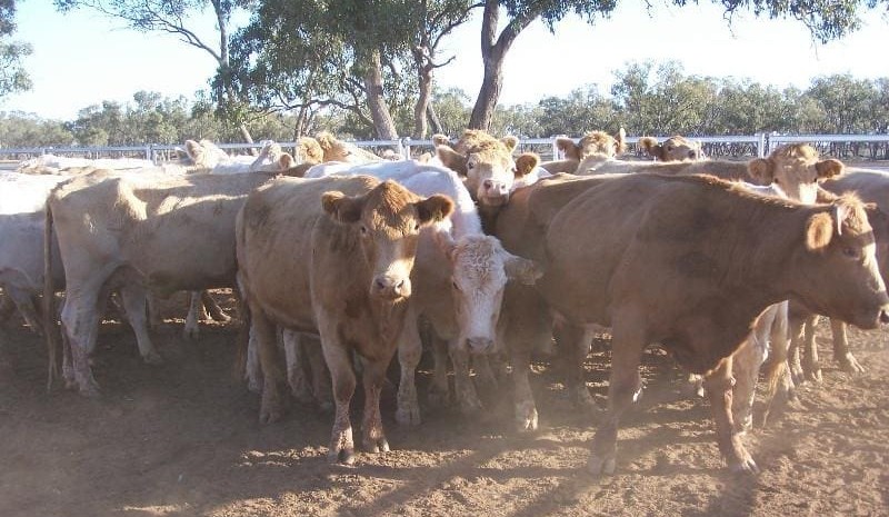 Rain reduces Friday’s AuctionsPlus numbers, pushing prices higher