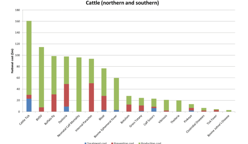 Which diseases have the biggest impact on Australia’s beef cattle industry?