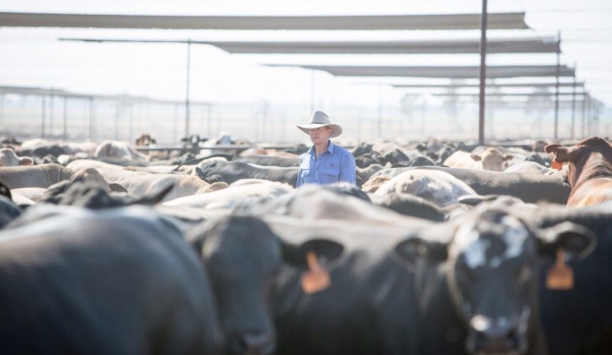 Mort & Co eyes partnerships with cattle producers to secure supply