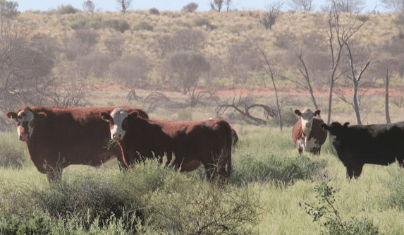 Shortage of Organic slaughter cattle looms, as the lure of young cattle prices proves hard to resist