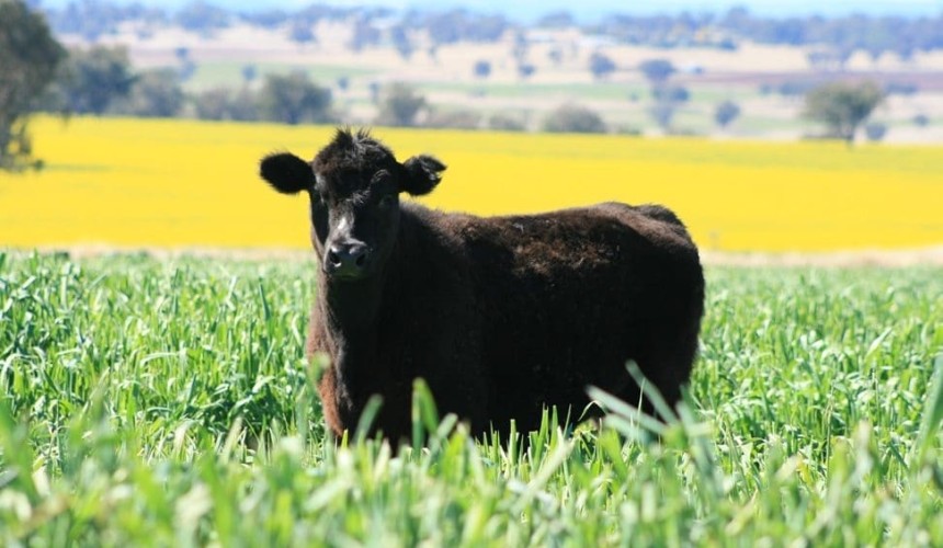 Big beef plans for Macintyre Station’s new owners