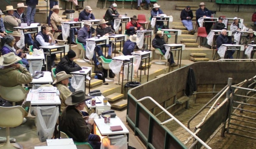 Wagga sale 31 Aug 2015: Hot finish to winter