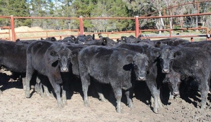 Heavy Angus steers make 337c farmgate on AuctionsPlus