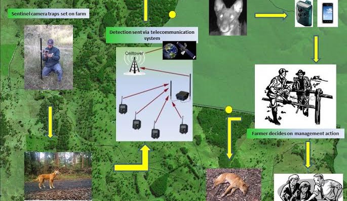 Tech vs Dogs: Facial recognition and SMS alerts to put farmers on front foot