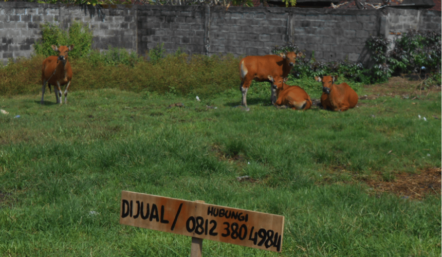 Four beautiful Bali cows, destined for an uncertain future