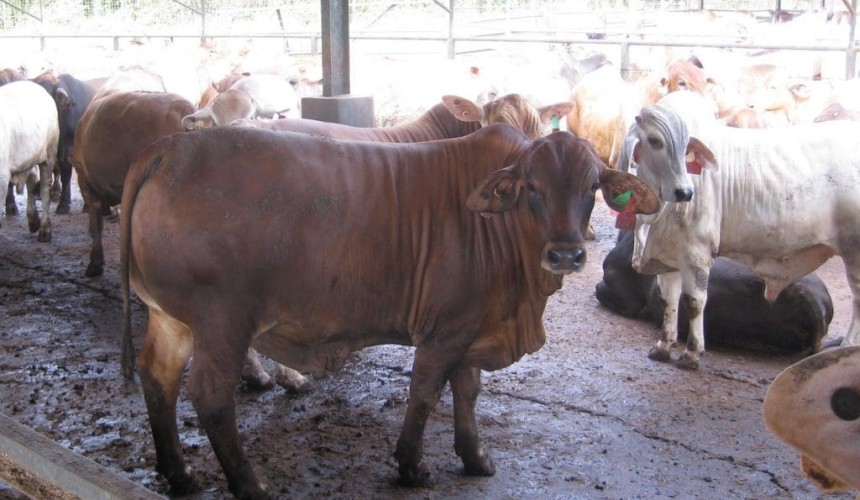 Heavier weights could take some digesting for Indonesian cattle importers