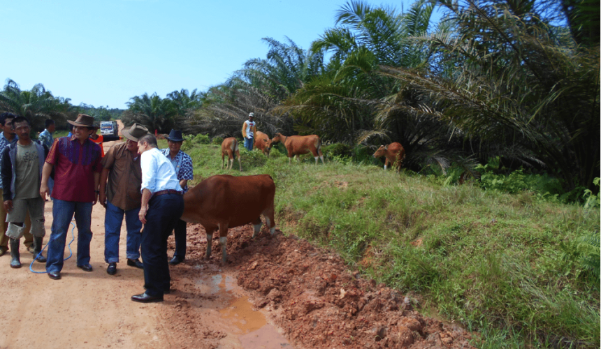 SE Asia Report: Permit chaos will affect Indo beef prices | US feeder steers $8/kg