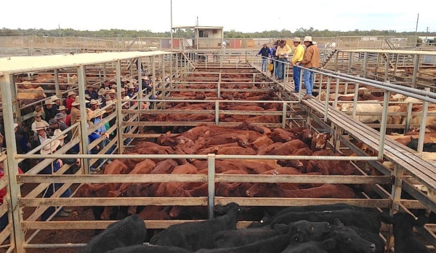 Record 2015 for Roma Saleyards