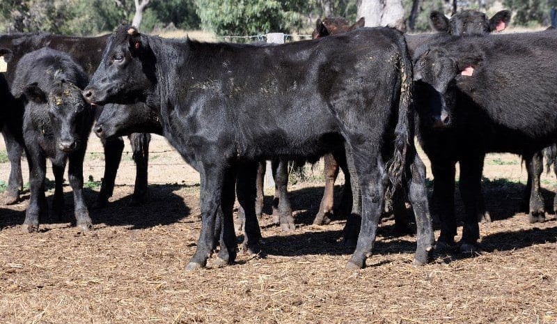 Wagyu backgrounders crack $6/kg in larger AuctionsPlus offering