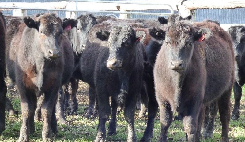 Red hot results for Wagyu on AuctionsPlus: What’s driving it?