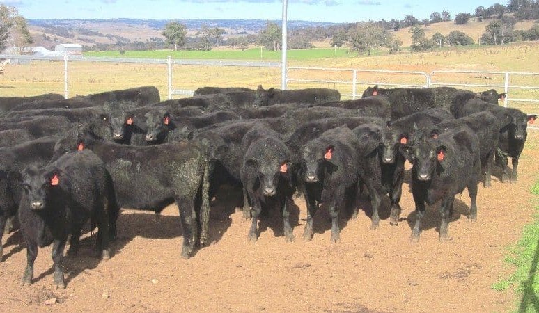 AuctionsPlus hits new records, with heavy yearling Angus steers 334c and Wagyu F1s 557c