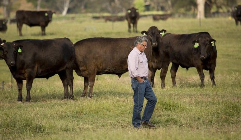 Leading Wagyu producer in right-to-farm fight