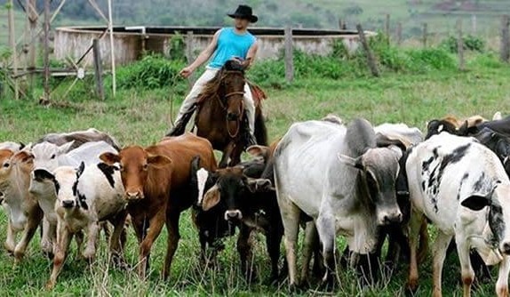 Brazilian beef: All the advantages, but none the luckier