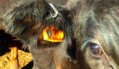 Detecting disease in beef cattle using ear tag units