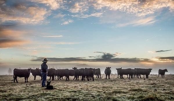 Barnaby responds to grassfed inquiry: backs grower restructure, but funding unresolved