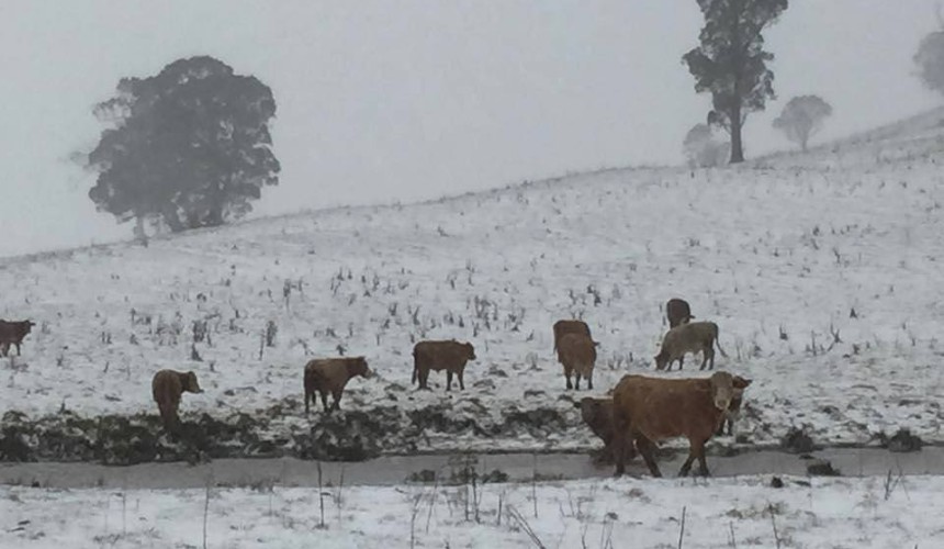 Winter wonderland in pictures, as parts of Eastern states blanketed in rare snowfalls