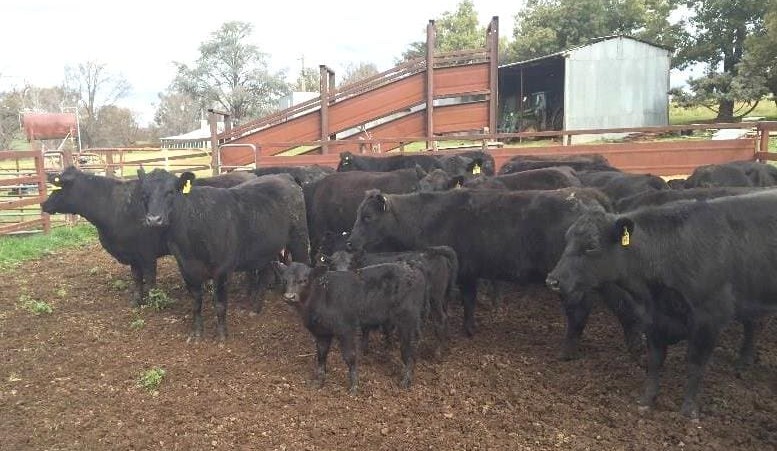 Cows & calves top $2000 in larger AuctionsPlus offering