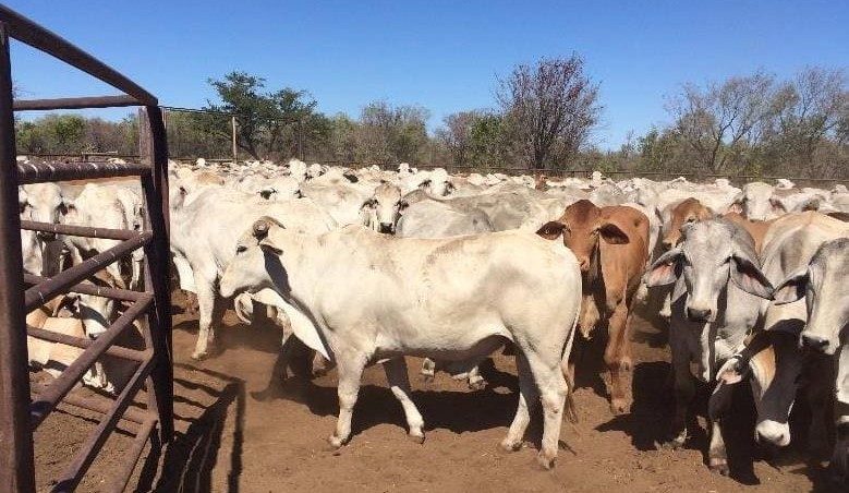 Processors, live exporters lock horns in Friday’s AuctionsPlus sale + VIDEO