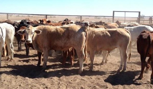 Light Brahman x steers to 346c on AuctionsPlus