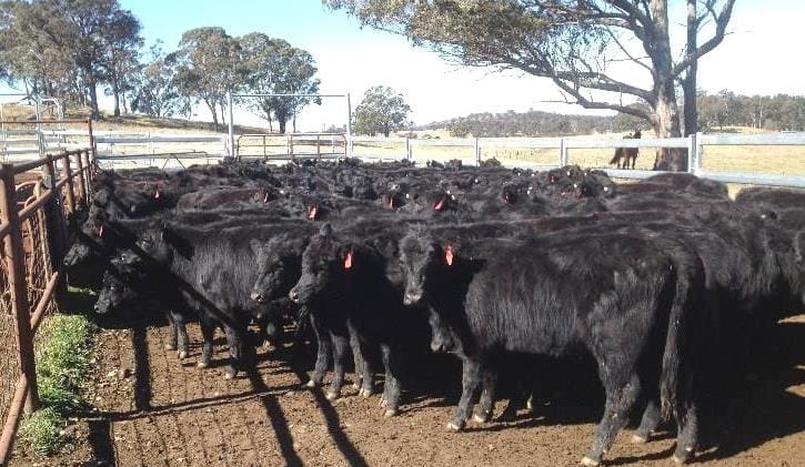 Angus weaner heifers top 347c in large AuctionsPlus catalogue