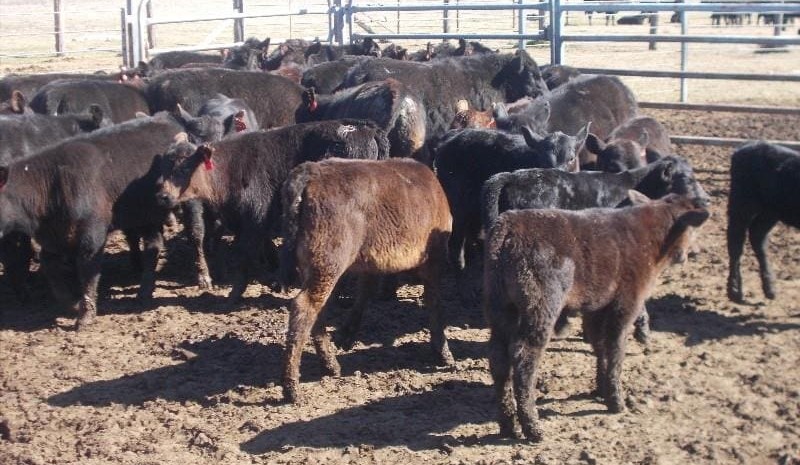 Cows and calves top $1750 in smaller AuctionsPlus offering
