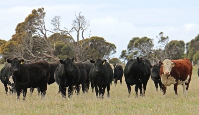 Weekly genetics review: What does your calving pattern tell you?