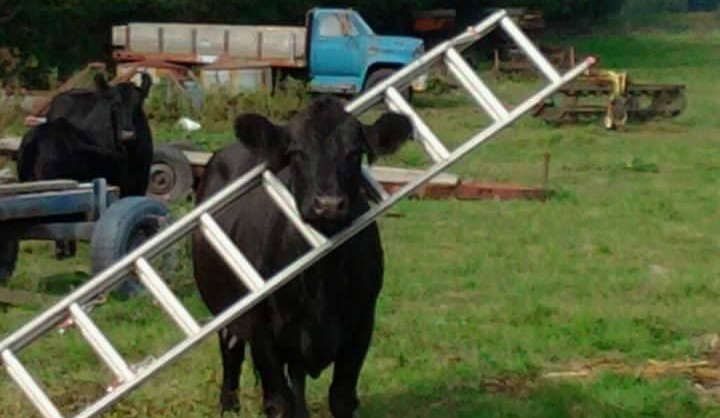 A cow walks into a ladder… can you caption this picture?