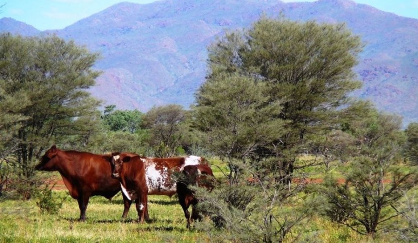 Property: $11.5m buys quality ‘Namatjira Country’ Alice Springs aggregation