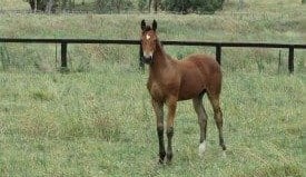 Hendra virus vaccine receives registration from APVMA