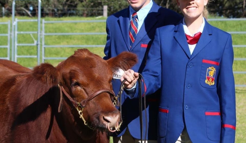 Ekka charity steer heading for auction