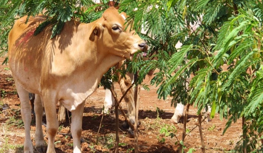 Multi-faceted approach needed in methane reduction in cattle, TropAg conference told